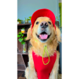 Dogobow Baseball Cap for Dogs (Red) (Get a Bow Free) Online Hot Sale