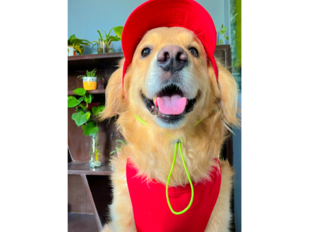 Dogobow Baseball Cap for Dogs (Red) (Get a Bow Free) Online Hot Sale