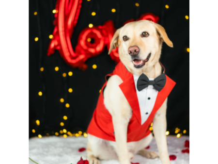 Dogobow Tuxedo for Dogs (Red) (Get a Bow Free) Supply