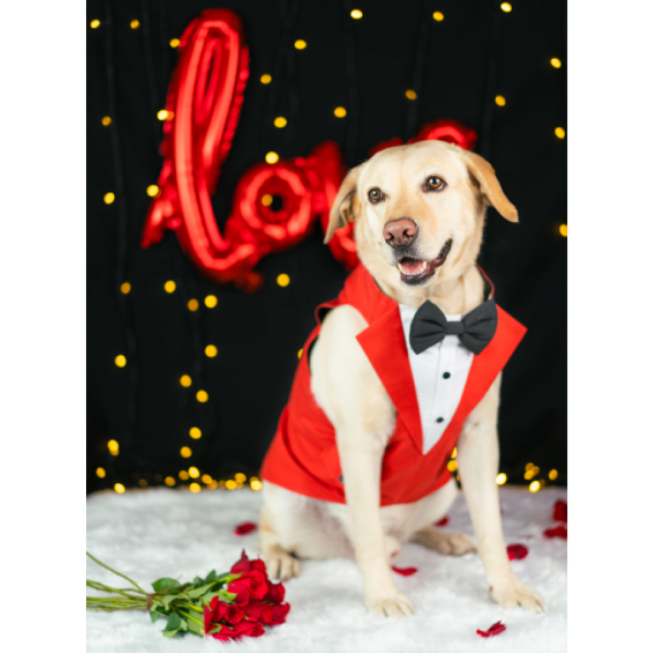 Dogobow Tuxedo for Dogs (Red) (Get a Bow Free) Supply