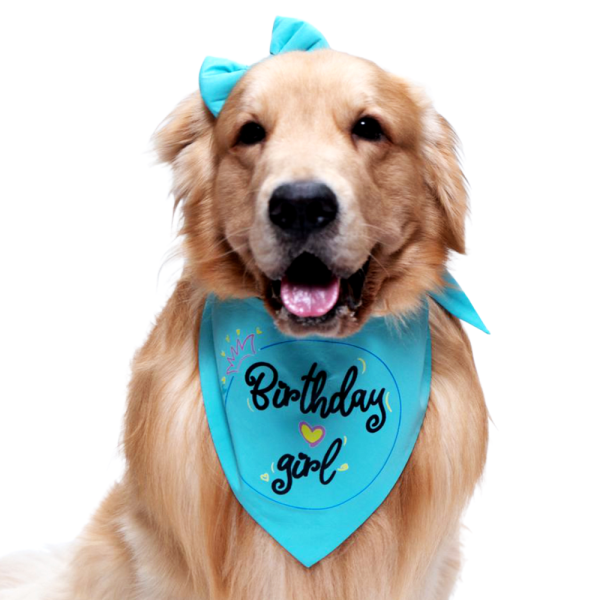 Dogobow Birthday Girl Scarf for Dogs (Teal blue) (Get a Bow Free) Online