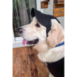 Dogobow Baseball Cap for Dogs (Black) (Get a Bow Free) Supply