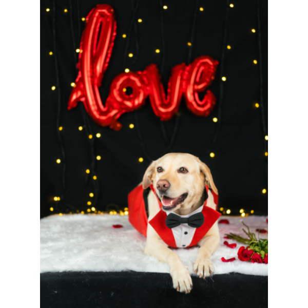 Dogobow Tuxedo for Dogs (Red) (Get a Bow Free) Supply